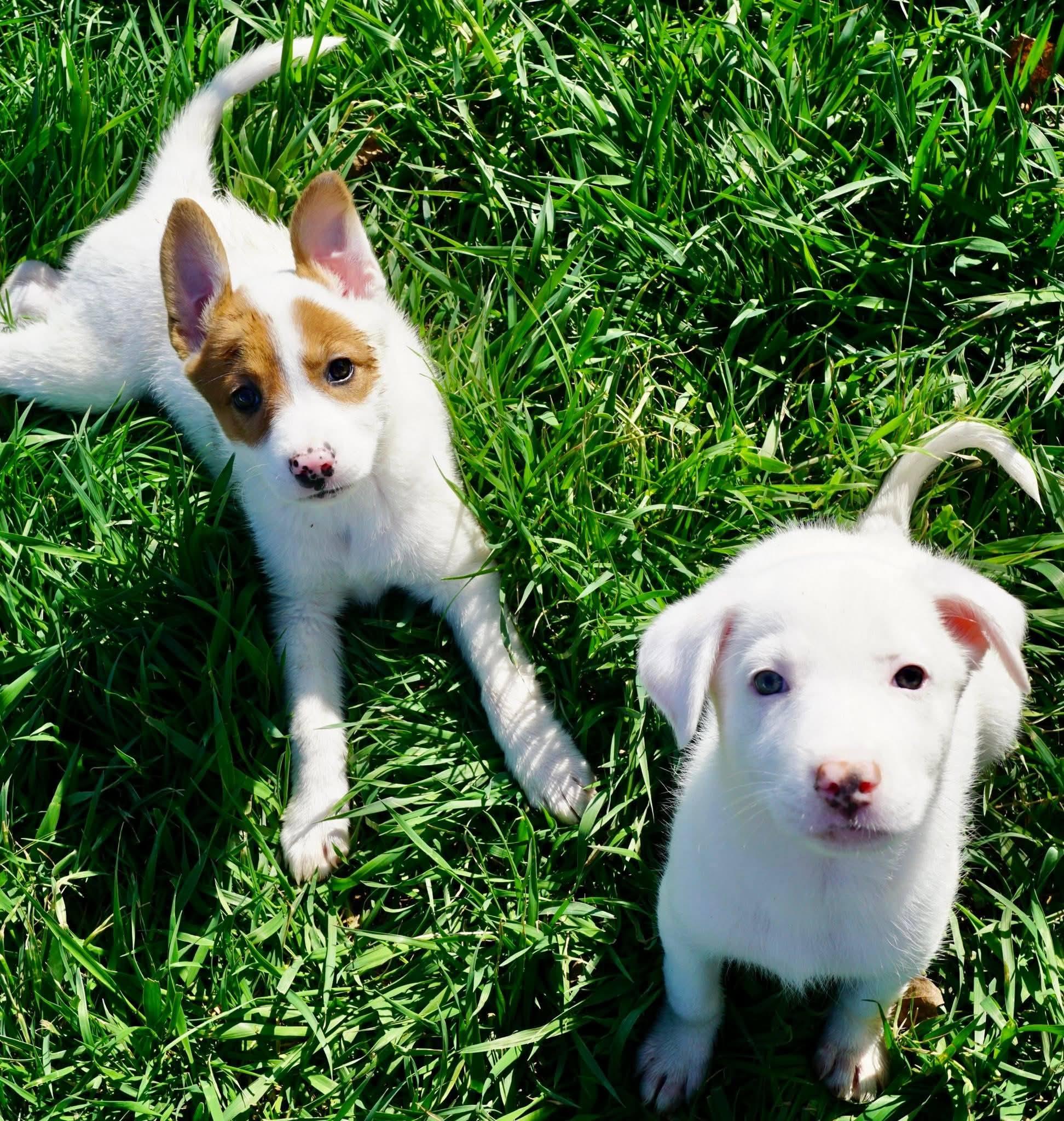 Enlarge Shepherd Puppies, a ADOPTABLE mixed breed in Sterling Heights, MI image 3/6