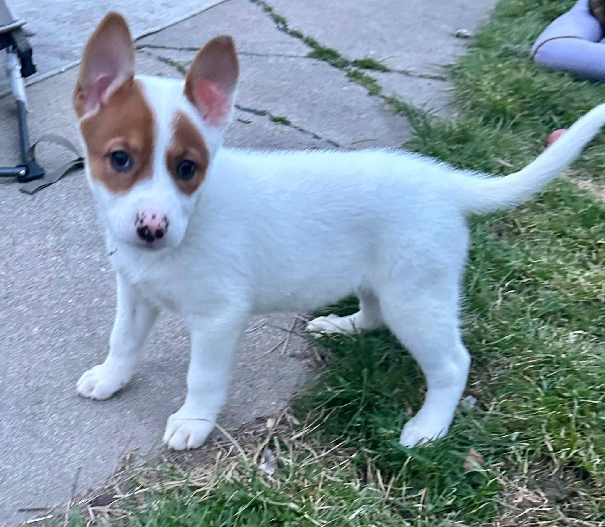 Enlarge Shepherd Puppies, a ADOPTABLE mixed breed in Sterling Heights, MI image 5/6