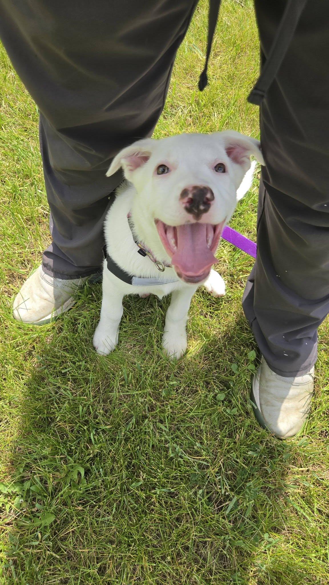 Enlarge Shepherd Puppies, a ADOPTABLE mixed breed in Sterling Heights, MI image 4/6
