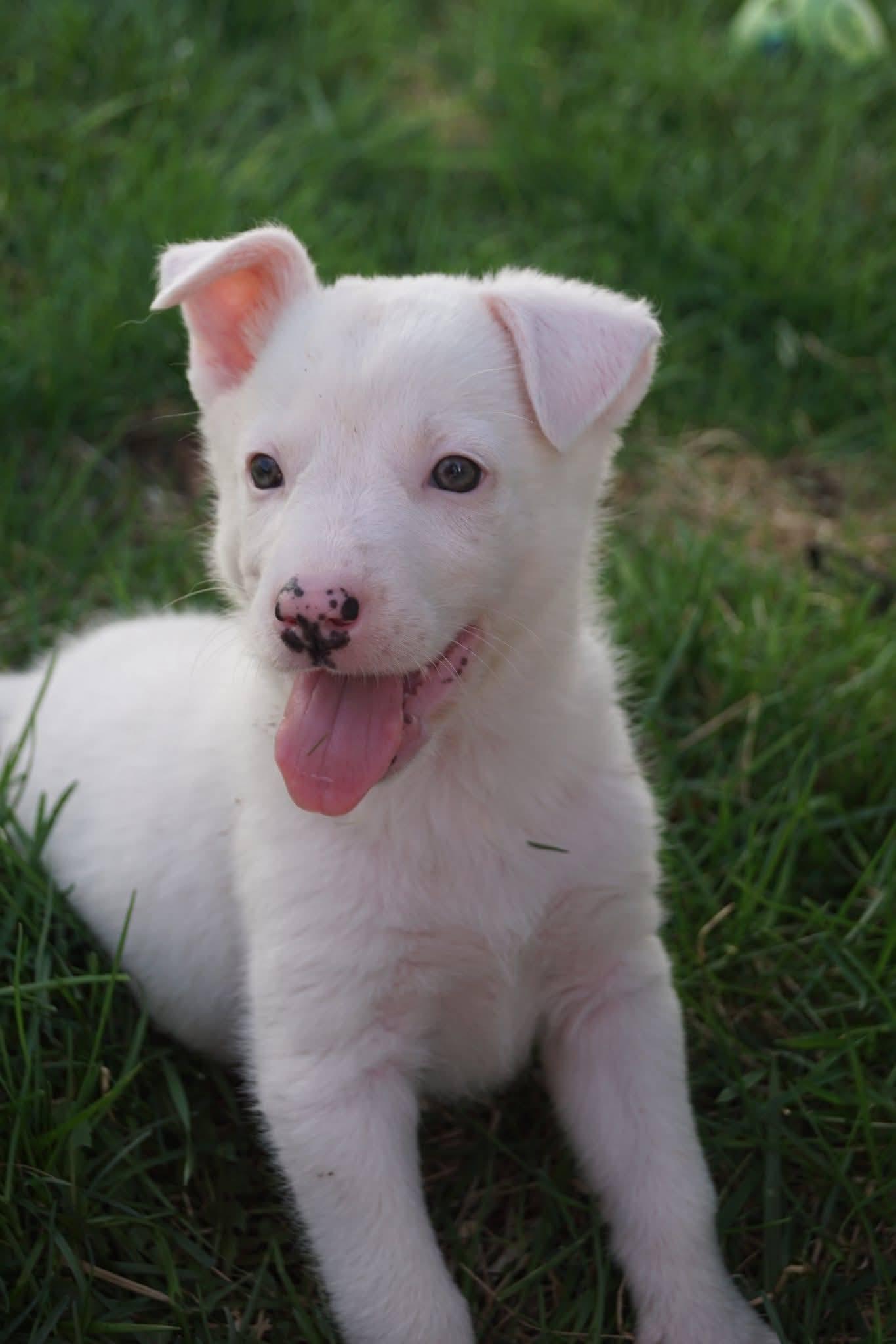 Enlarge Shepherd Puppies, a ADOPTABLE mixed breed in Sterling Heights, MI image 2/6