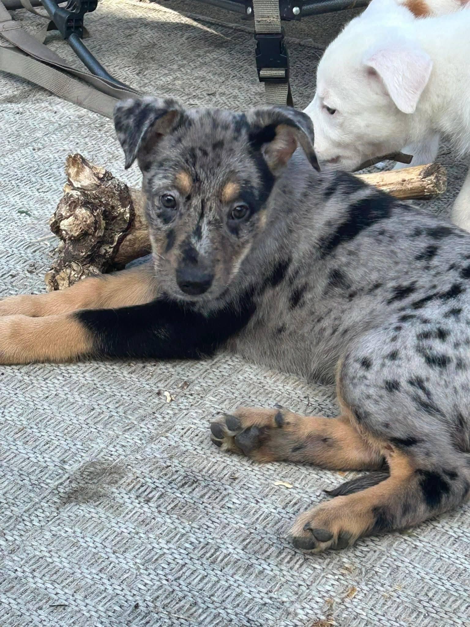 Enlarge Shepherd Puppies, a ADOPTABLE mixed breed in Sterling Heights, MI image 6/6