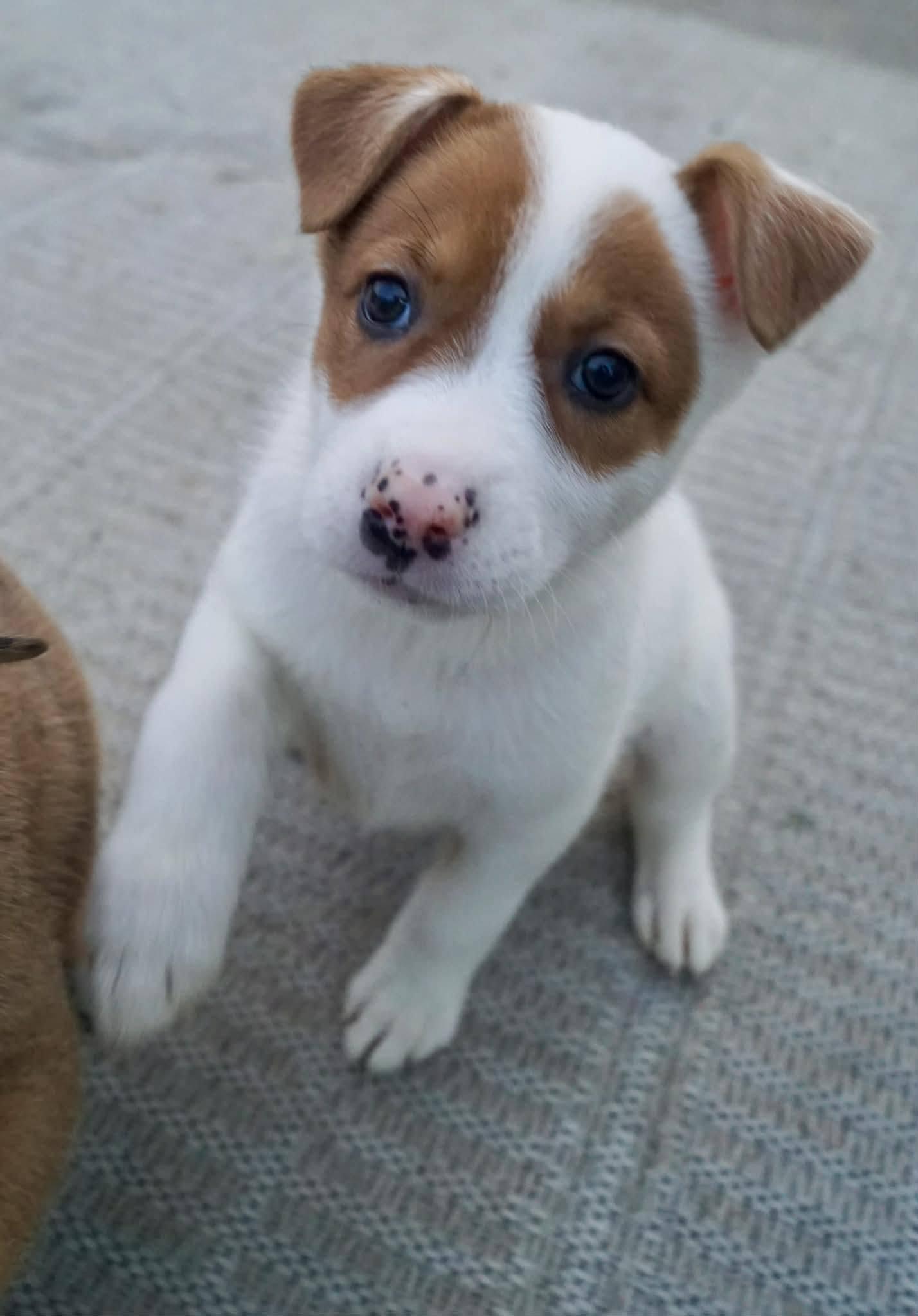 Enlarge Shepherd Puppies, a ADOPTABLE mixed breed in Sterling Heights, MI image 4/6