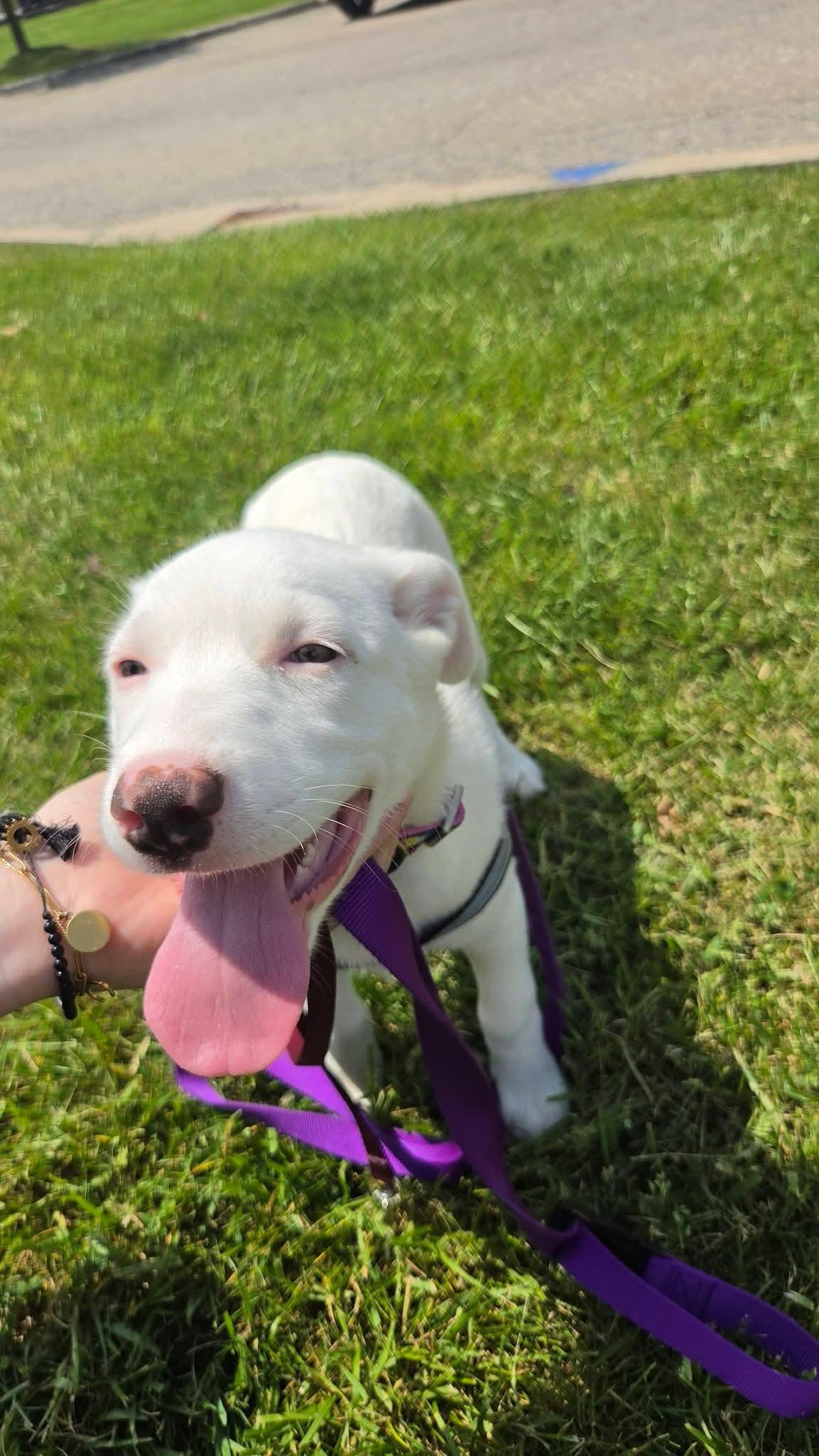 Enlarge Moth, a ADOPTABLE mixed breed in Sterling Heights, MI image 3/6