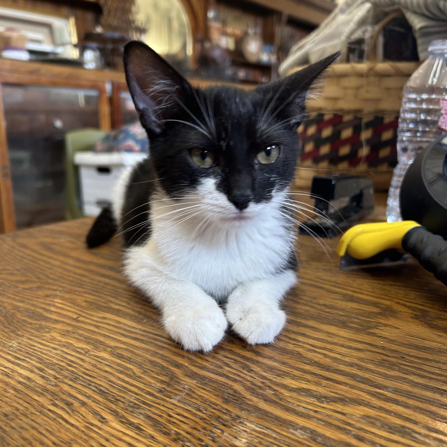 Enlarge Victor, a Adoptable Domestic Short Hair in Springdale, AR image 4/4
