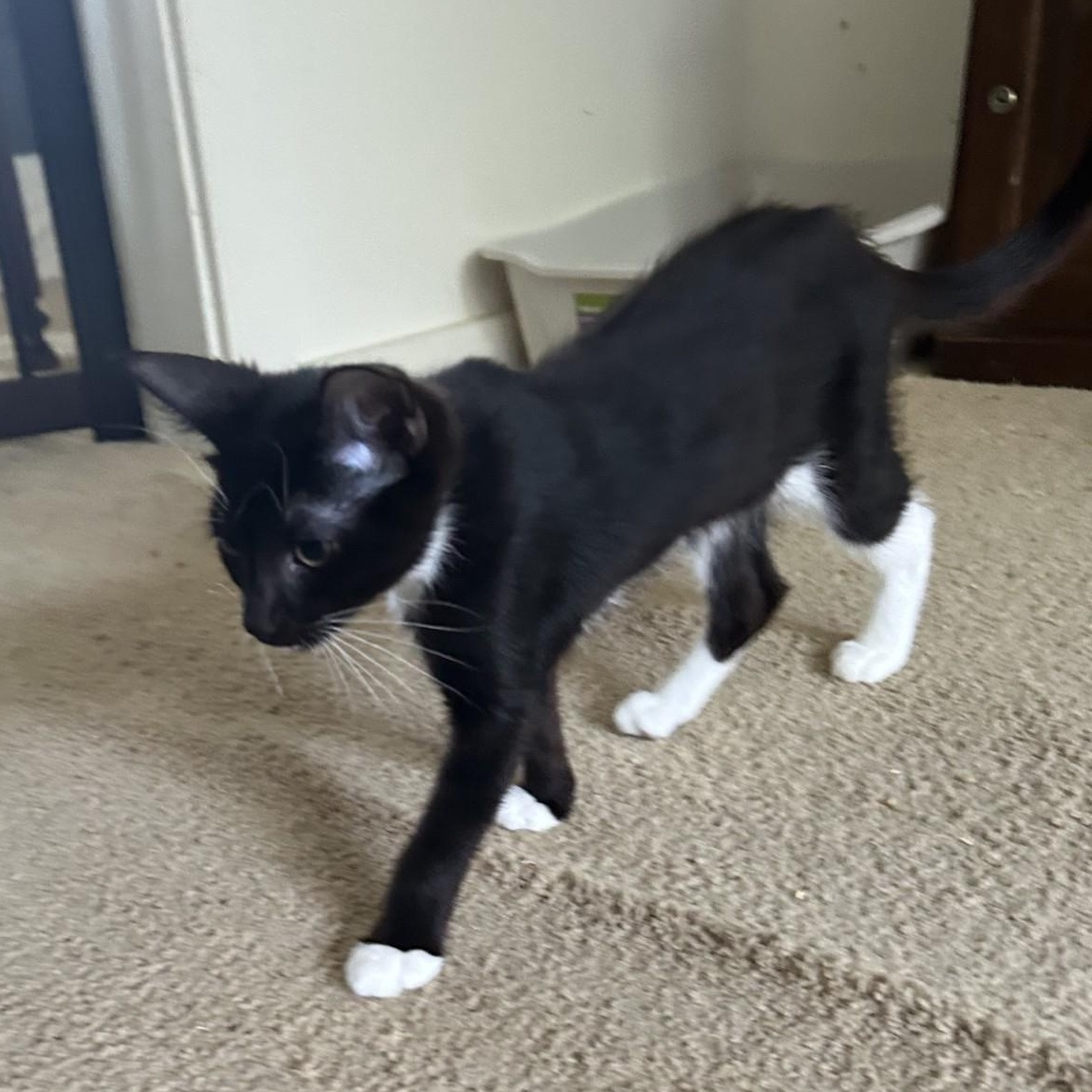 Enlarge Victor, a Adoptable Domestic Short Hair in Springdale, AR image 2/4