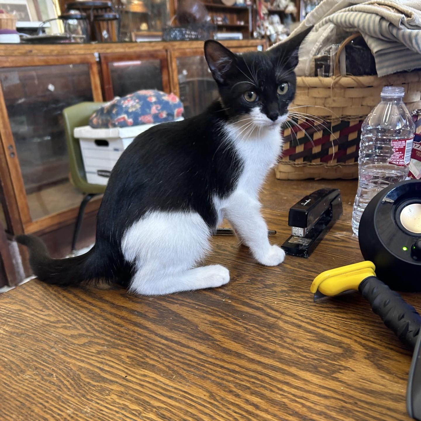 Enlarge Victor, a Adoptable Domestic Short Hair in Springdale, AR image 3/4