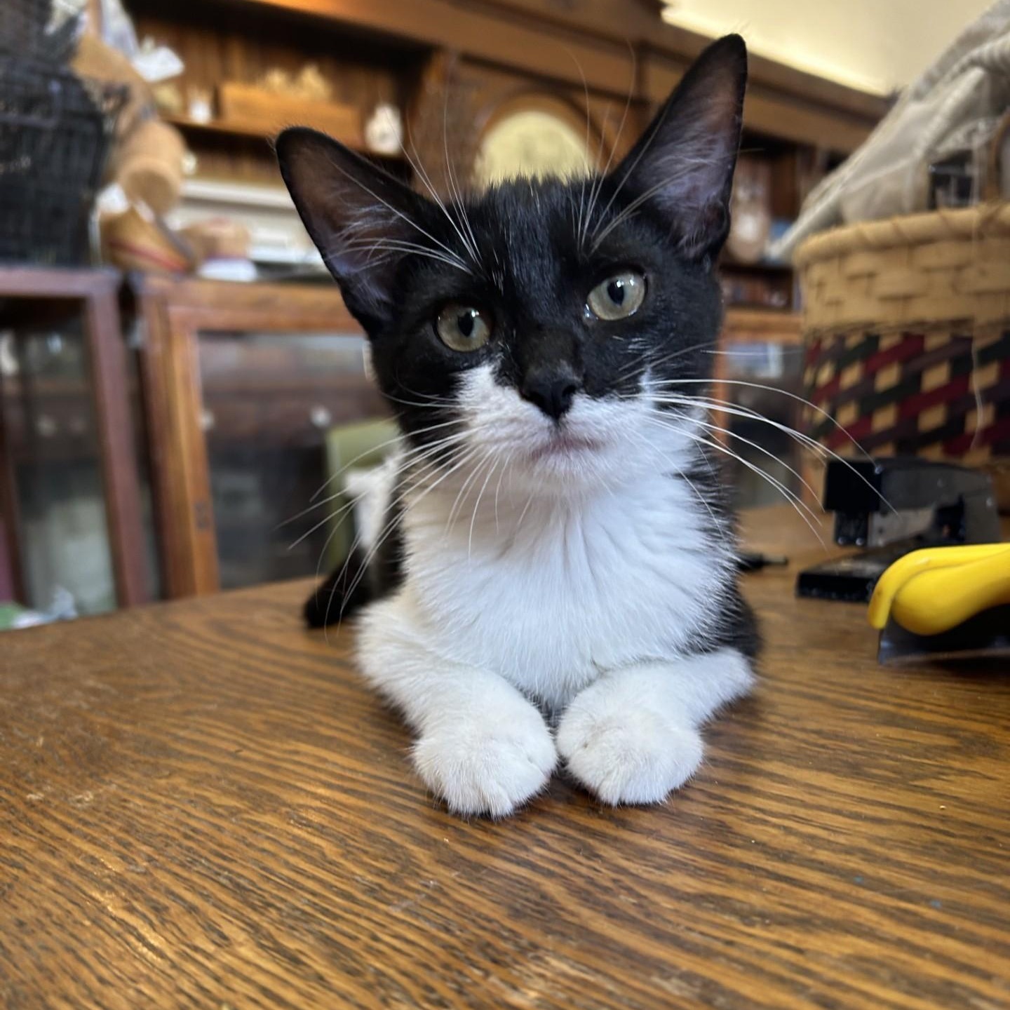 Victor, Adoptable, Young Male Domestic Short Hair.
