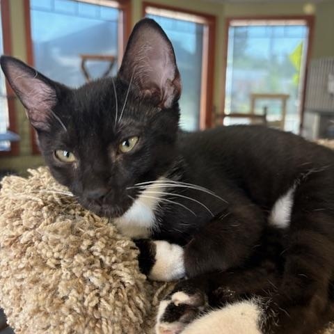 Enlarge Gerry, a Adopted Domestic Short Hair in Grass Valley, CA image 1/1