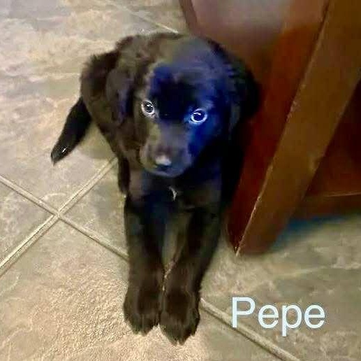 PEPE, an adoptable Pekingese, Labrador Retriever in Madisonville, LA, 70447 | Photo Image 1