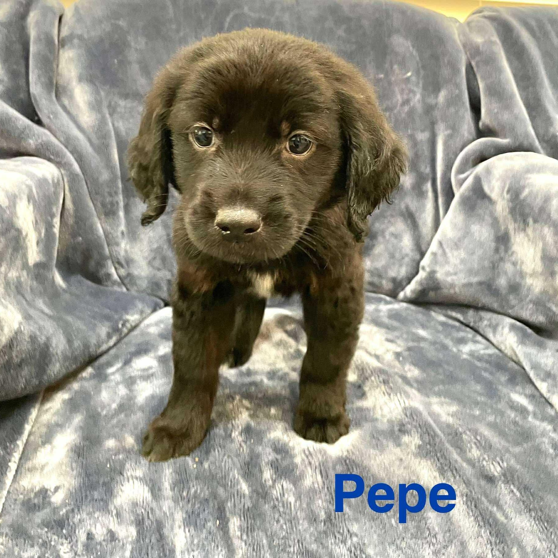 PEPE, an adoptable Pekingese, Labrador Retriever in Madisonville, LA, 70447 | Photo Image 3