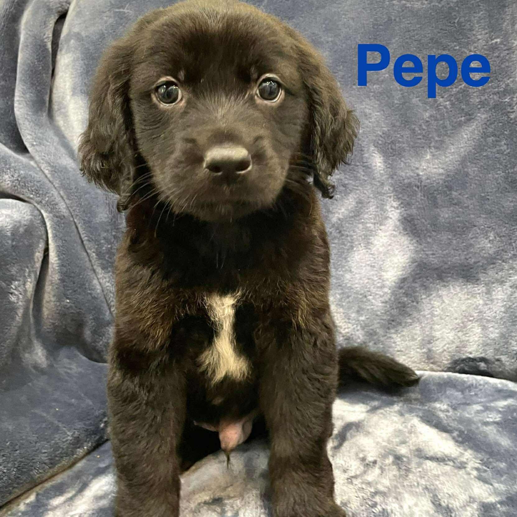 PEPE, an adoptable Pekingese, Labrador Retriever in Madisonville, LA, 70447 | Photo Image 2