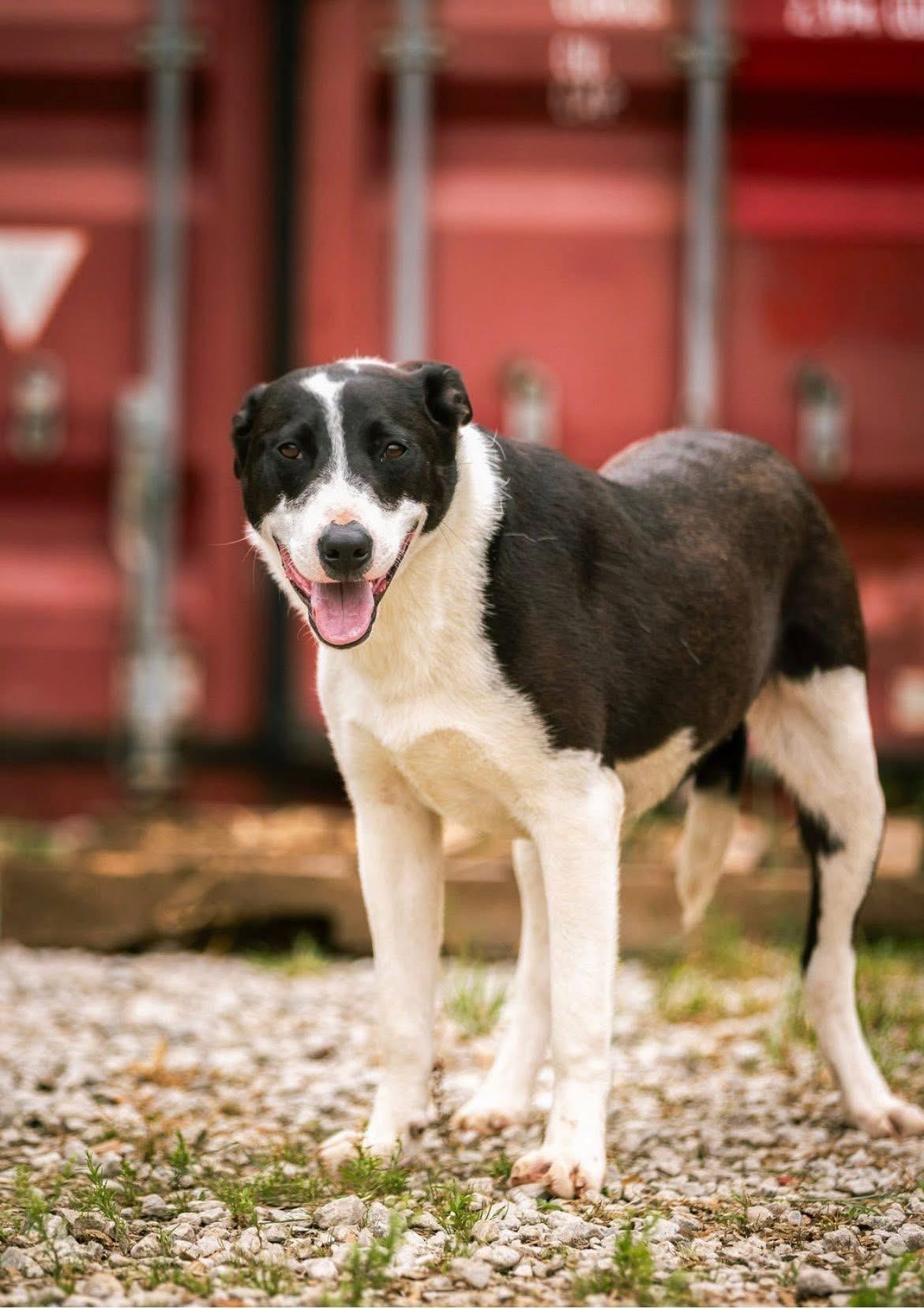 Scoot, Adoptable, Adult Male Border Collie & Black Labrador Retriever.