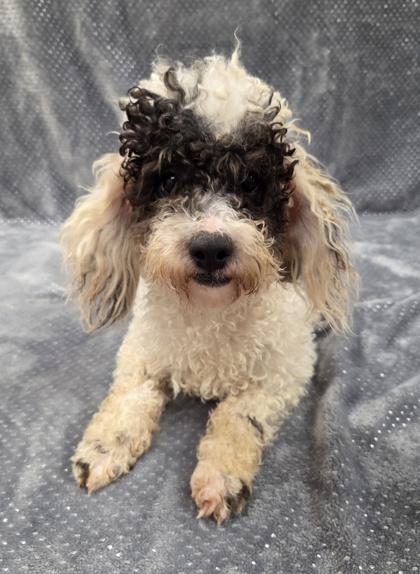 Hank, Adoptable, Young Male Poodle.