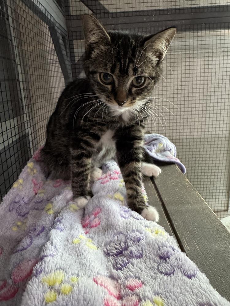 Aurora, Adoptable, Kitten Female Domestic Short Hair & Domestic Short Hair.