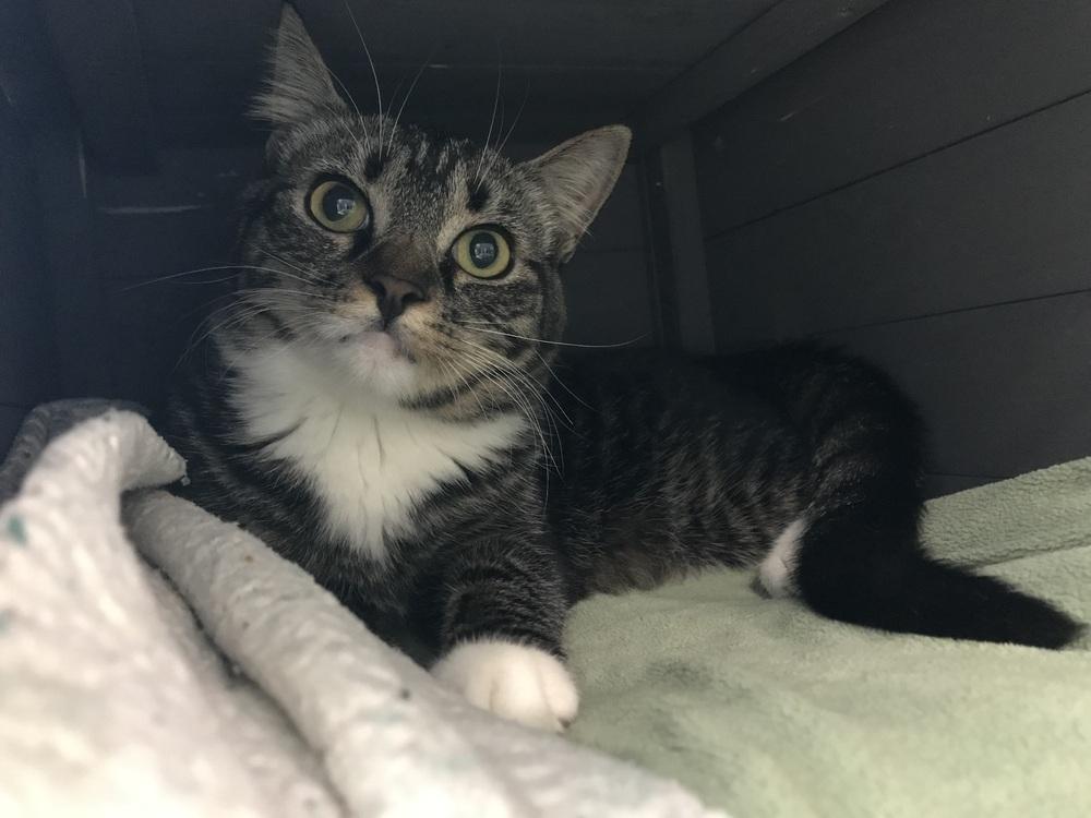 Aurora, Adoptable, Young Female Domestic Short Hair & Domestic Short Hair.