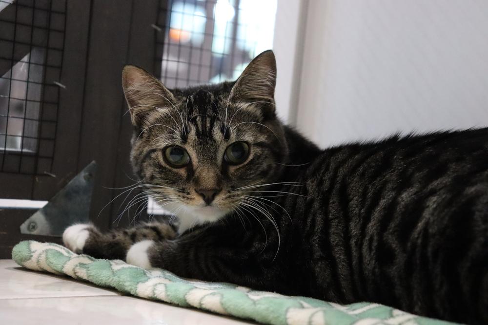 Enlarge Aurora, a Adoptable mixed breed in Seminole, FL image 2/6