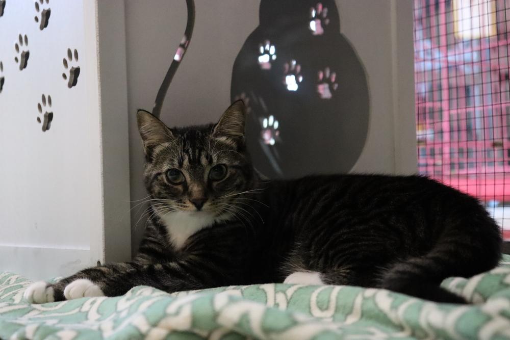 Enlarge Aurora, a Adoptable mixed breed in Seminole, FL image 3/6