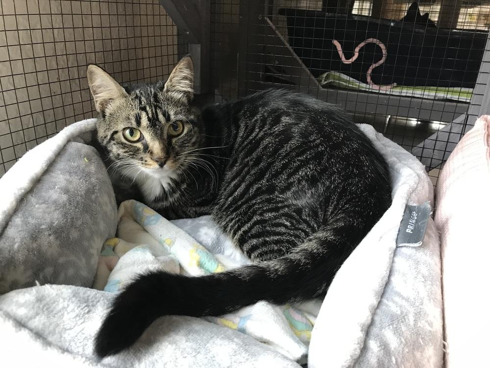 Enlarge Aurora, a Adoptable mixed breed in Seminole, FL image 4/6