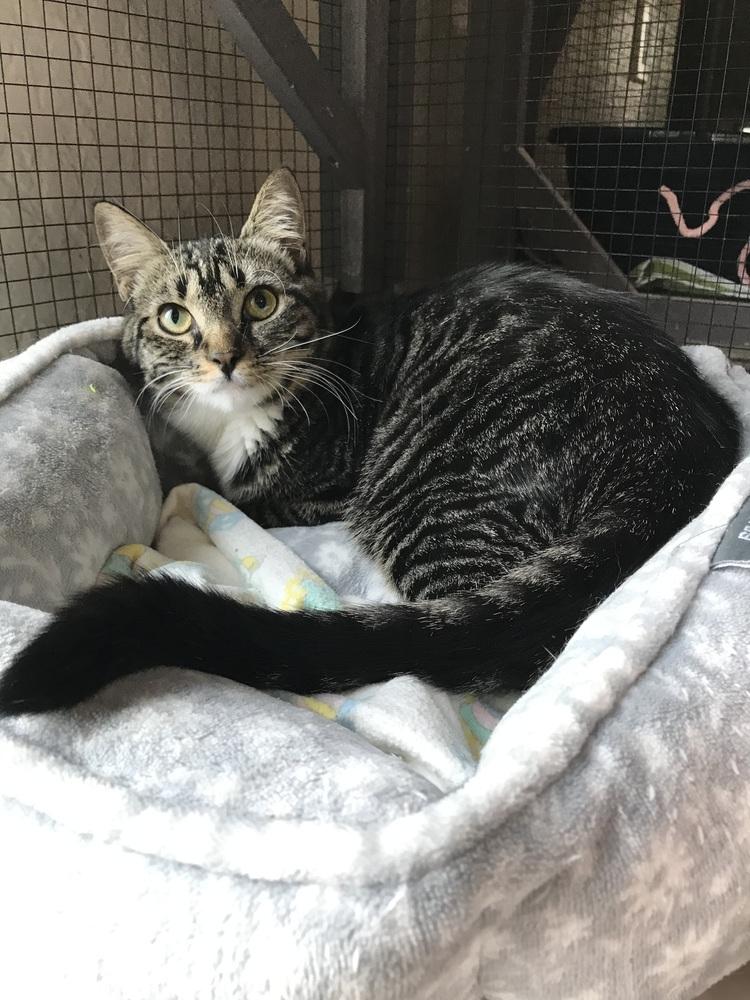 Enlarge Aurora, a Adoptable mixed breed in Seminole, FL image 5/6