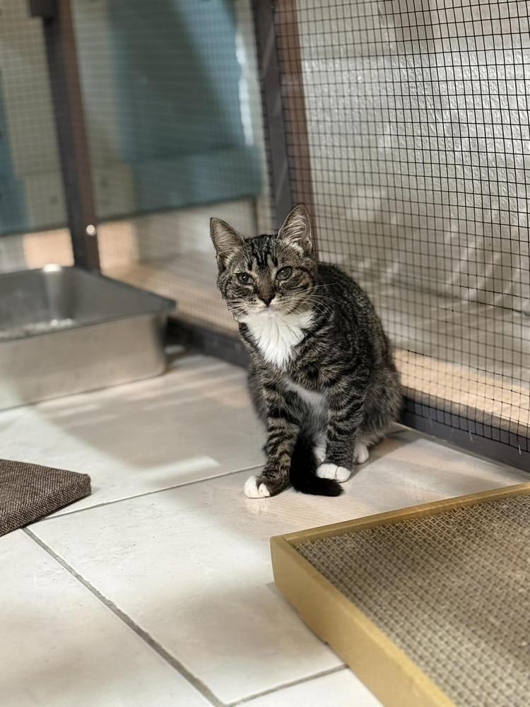 Enlarge Aurora, a Adoptable mixed breed in Seminole, FL image 6/6