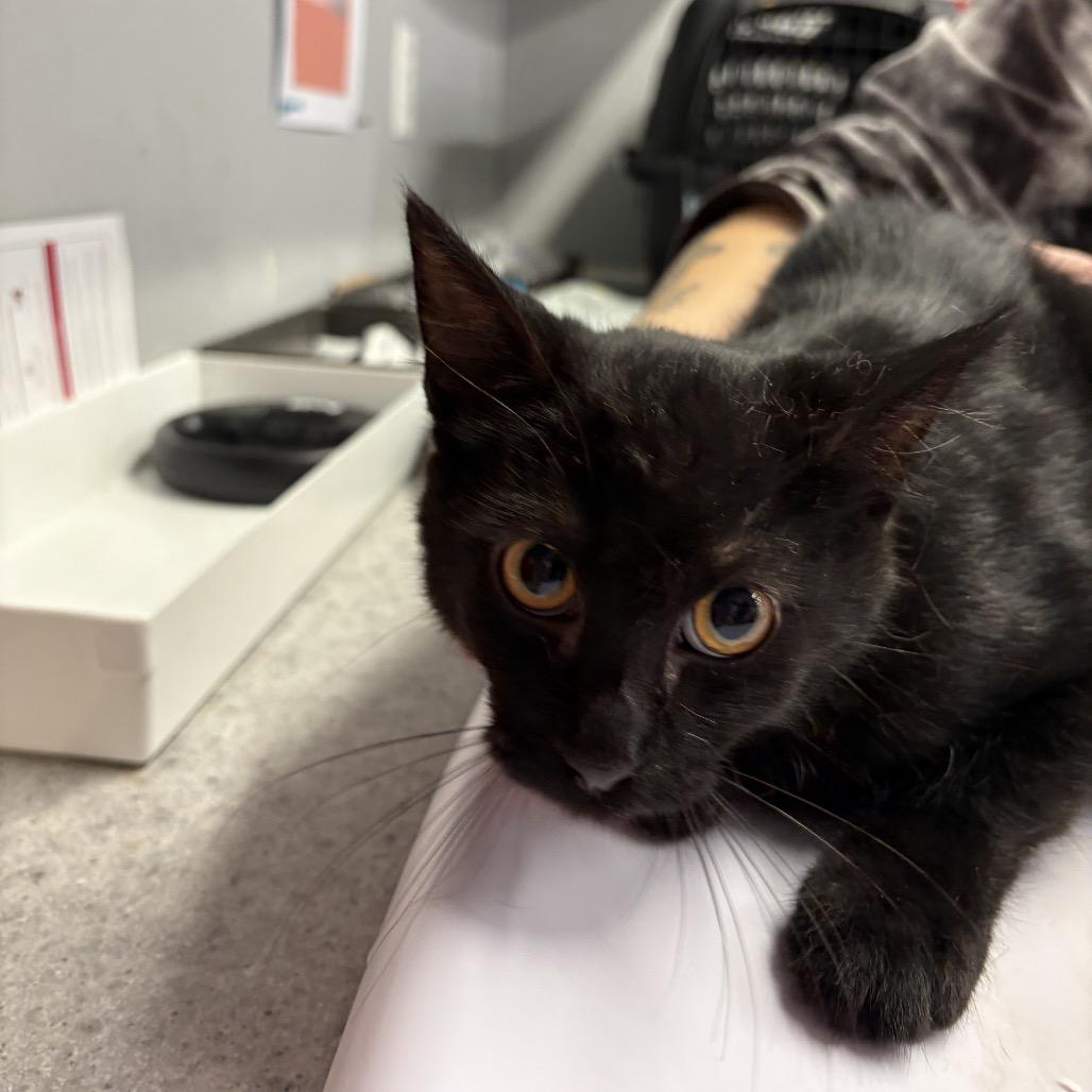 Shiloh, Adoptable, Kitten Male Domestic Short Hair.