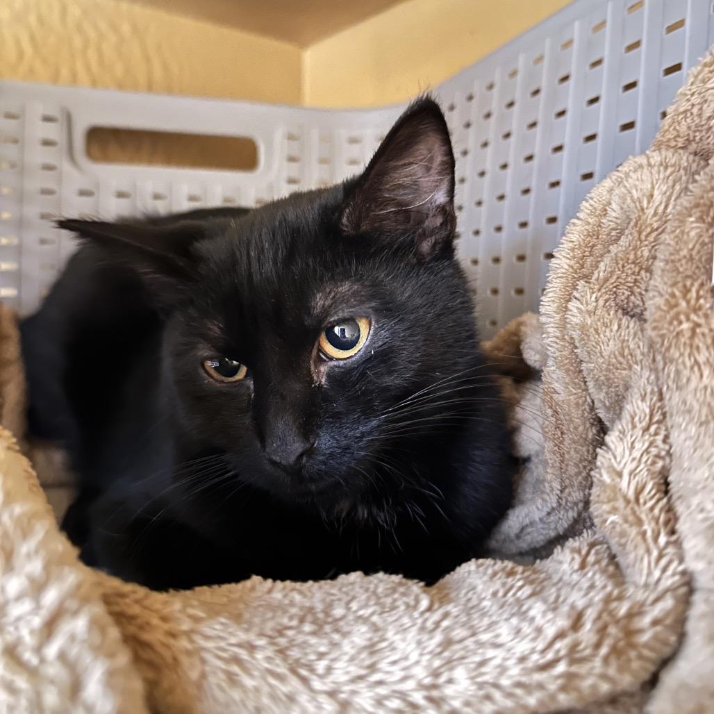 Enlarge Shiloh, a Adoptable Domestic Short Hair in Spokane, WA image 2/4
