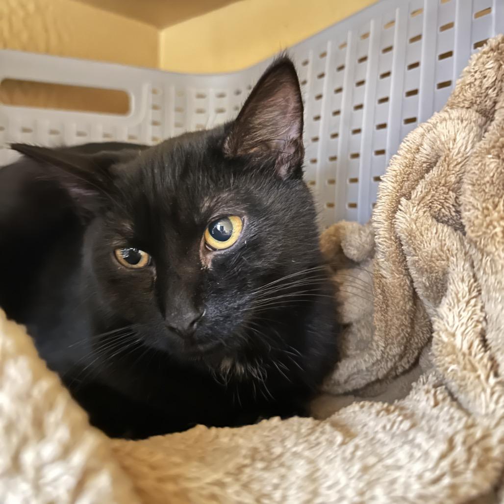 Enlarge Shiloh, a Adoptable Domestic Short Hair in Spokane, WA image 3/4