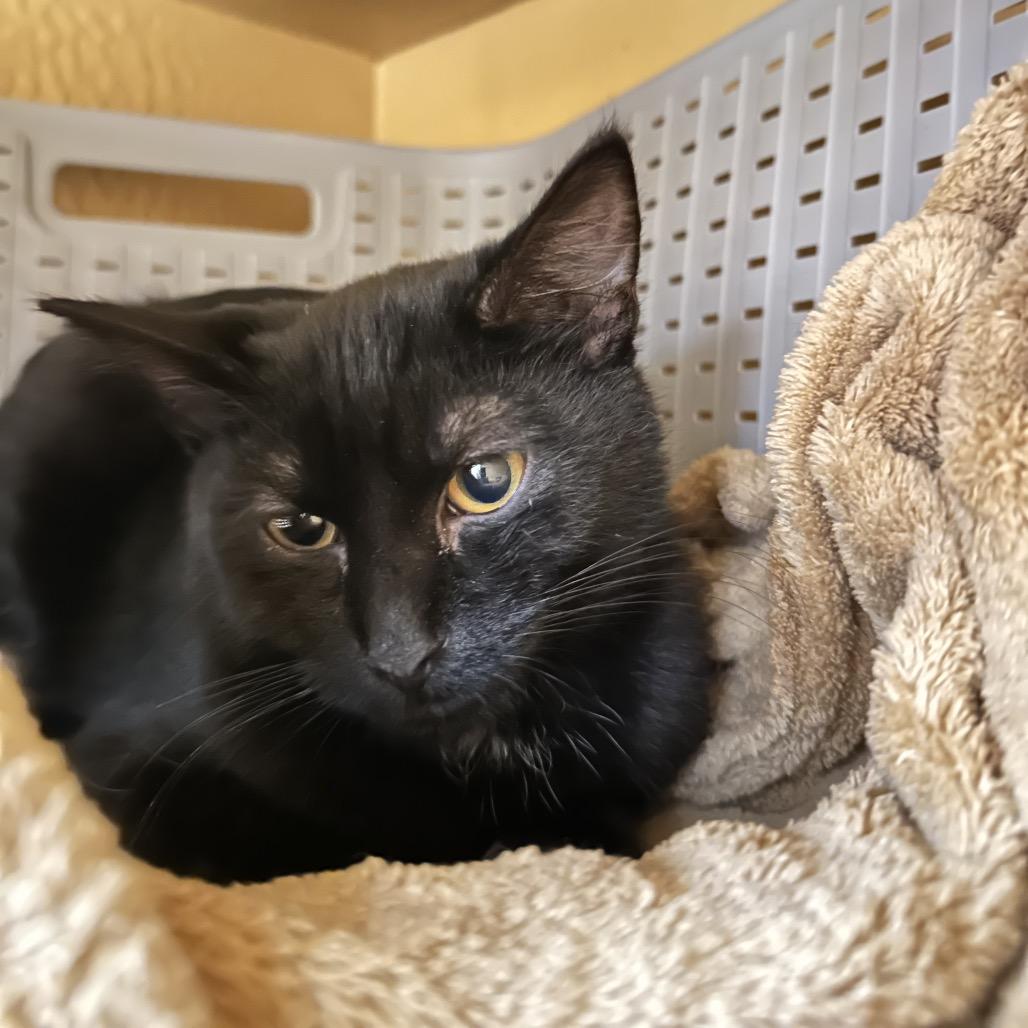 Enlarge Shiloh, a Adoptable Domestic Short Hair in Spokane, WA image 4/4