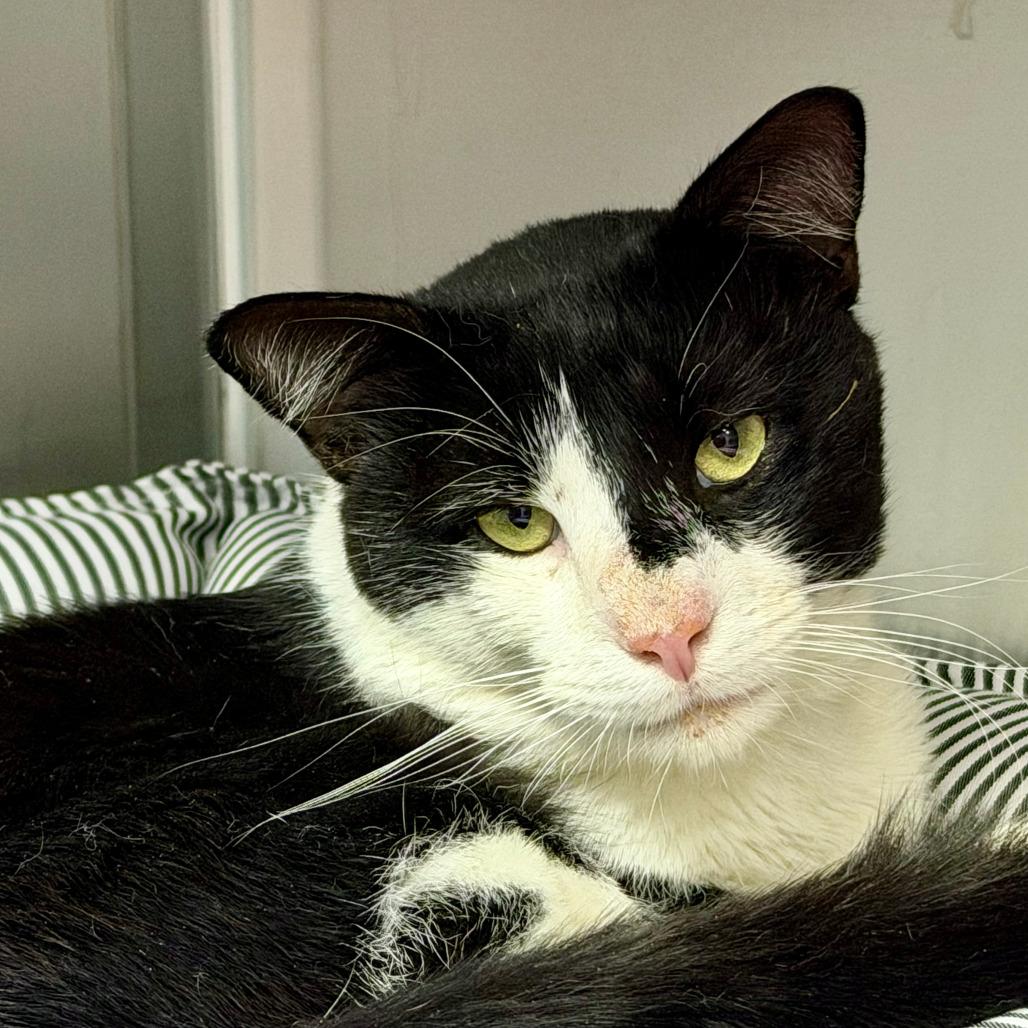 Arthur, Adoptable, Adult Male Domestic Short Hair.