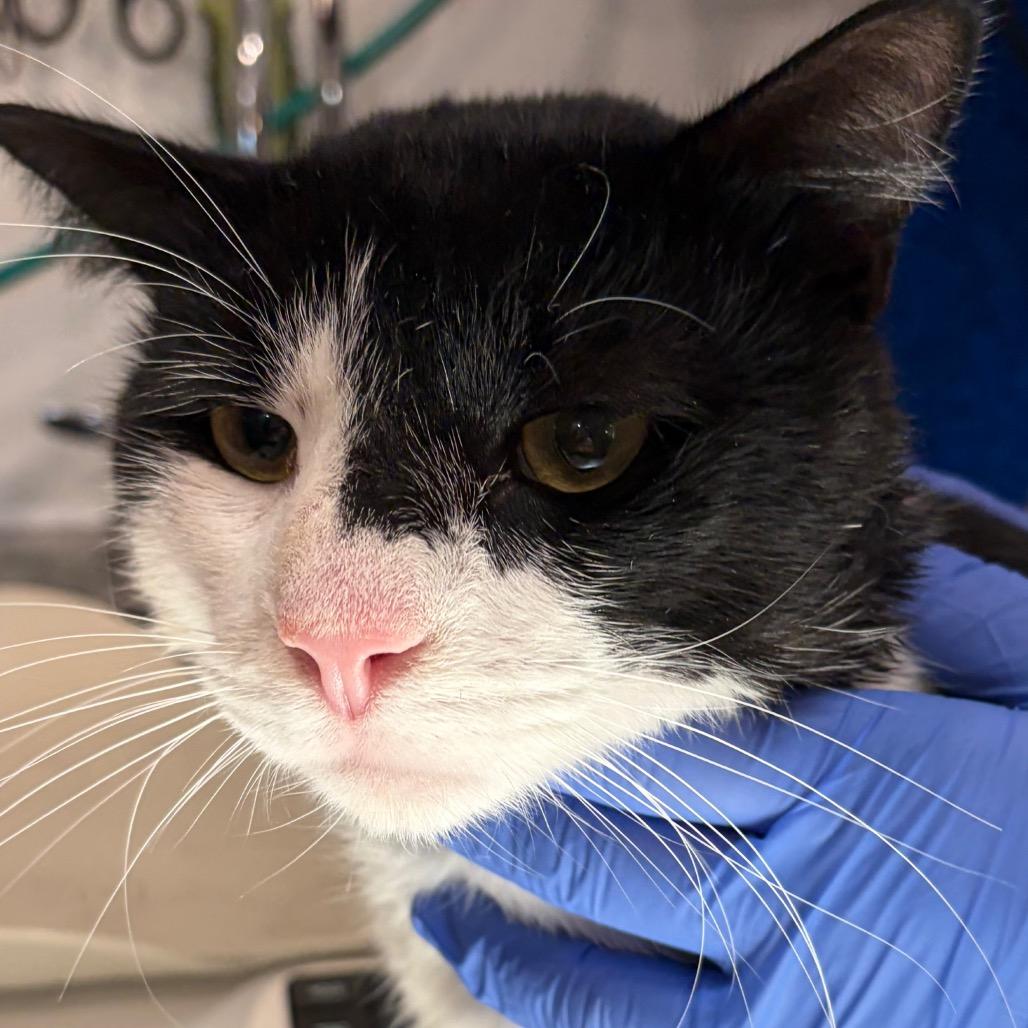 Enlarge Arthur, a Adoptable Domestic Short Hair in Scituate, MA image 2/3