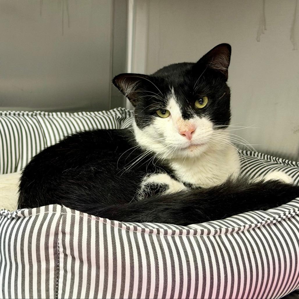 Enlarge Arthur, a Adoptable Domestic Short Hair in Scituate, MA image 3/3