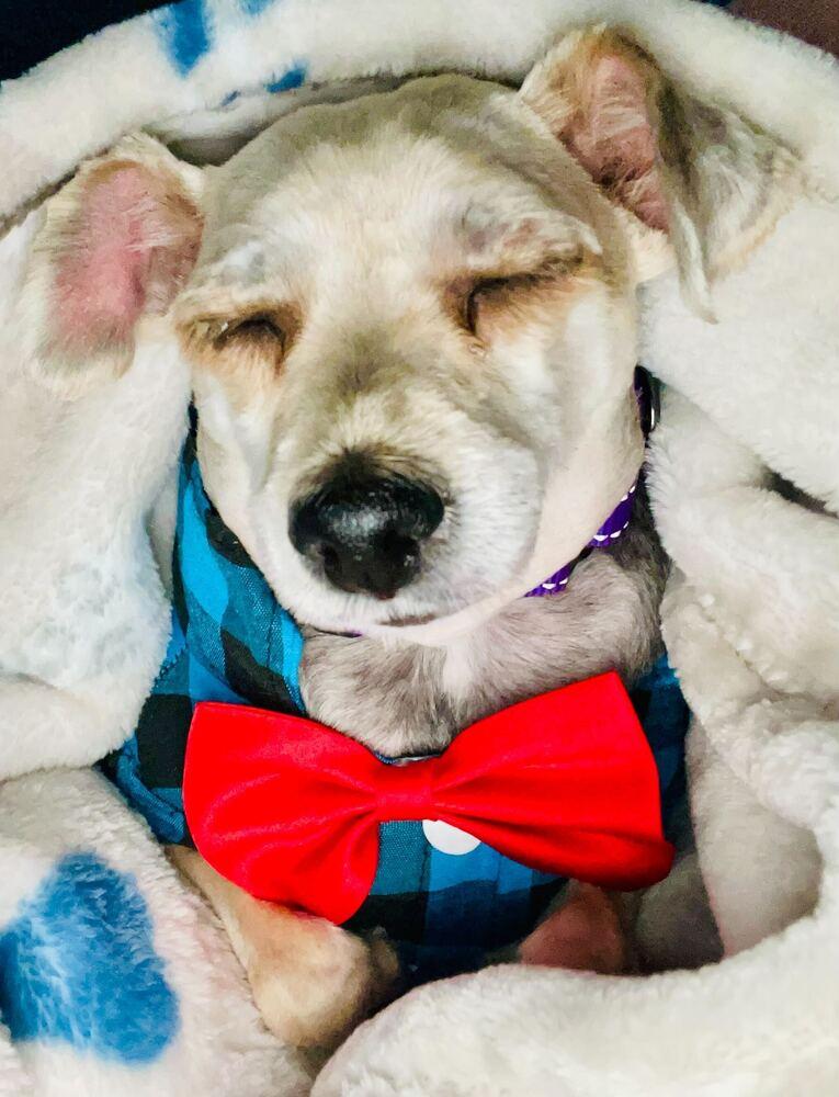 Enlarge Alfie, a Adoptable mixed breed in Silver Spring, MD image 1/6