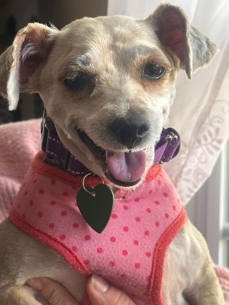 Enlarge Alfie, a Adoptable mixed breed in Silver Spring, MD image 2/6