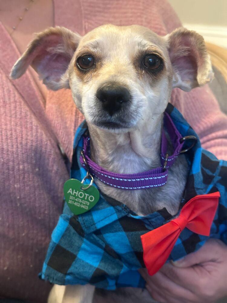 Enlarge Alfie, a Adoptable mixed breed in Silver Spring, MD image 3/6