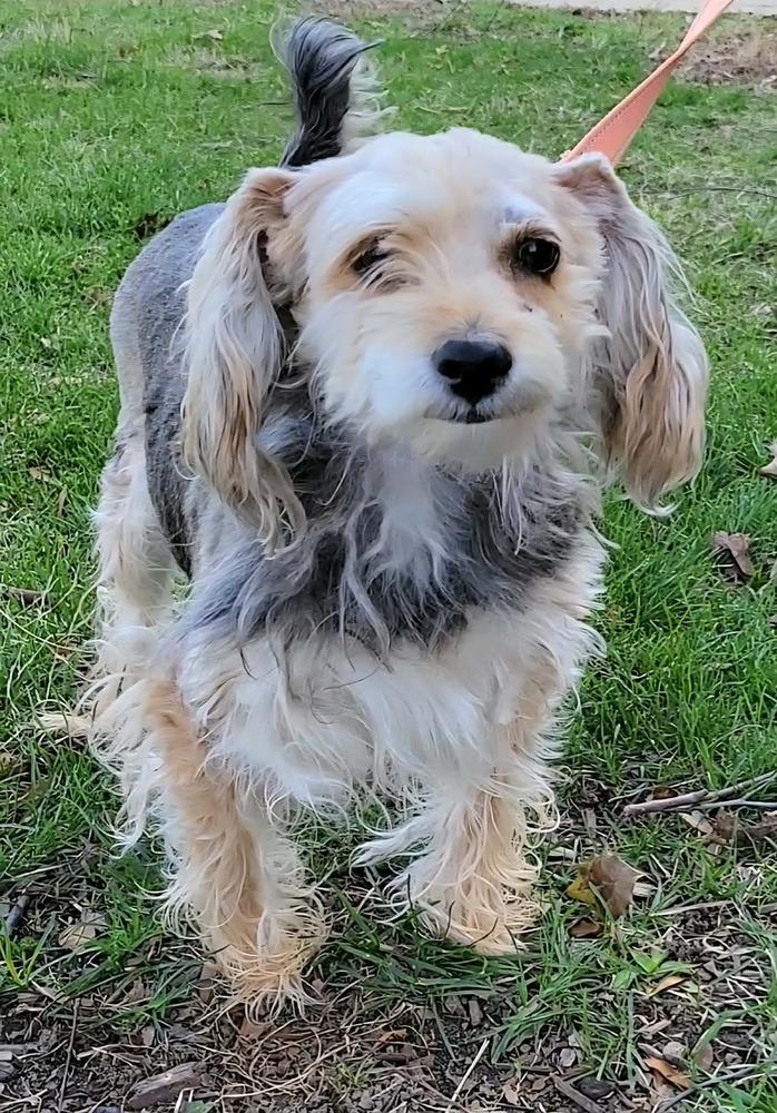 Enlarge Alfie, a Adoptable mixed breed in Silver Spring, MD image 4/6