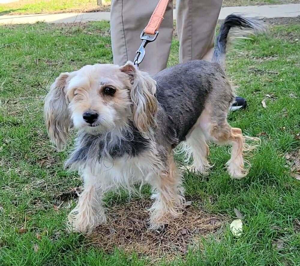 Enlarge Alfie, a Adoptable mixed breed in Silver Spring, MD image 5/6