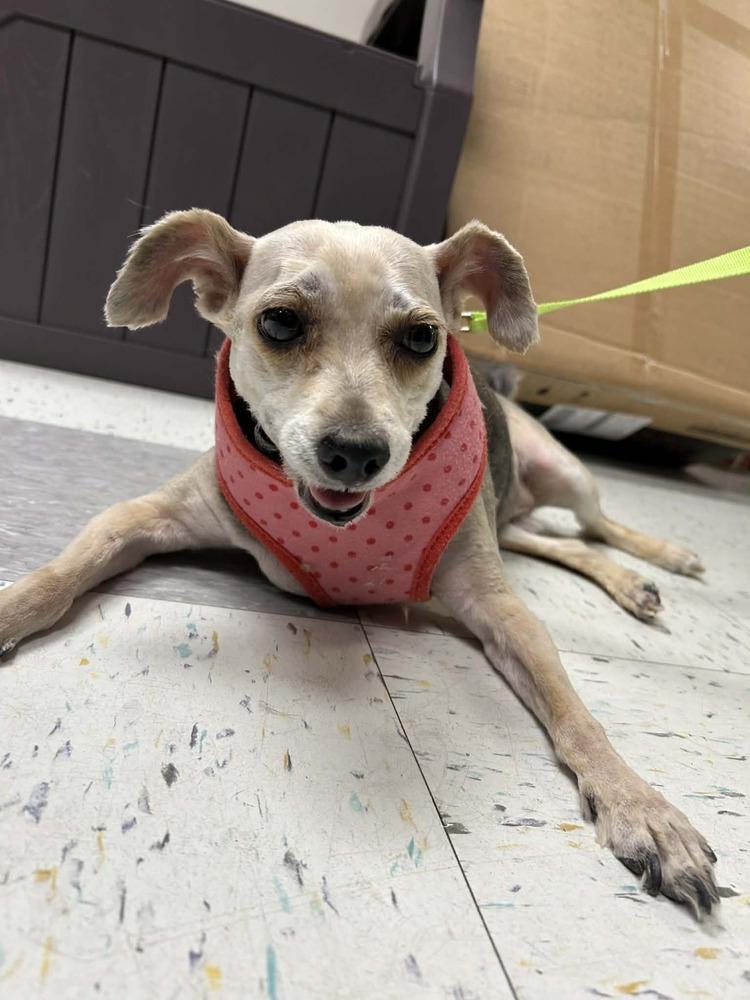 Enlarge Alfie, a Adoptable mixed breed in Silver Spring, MD image 6/6