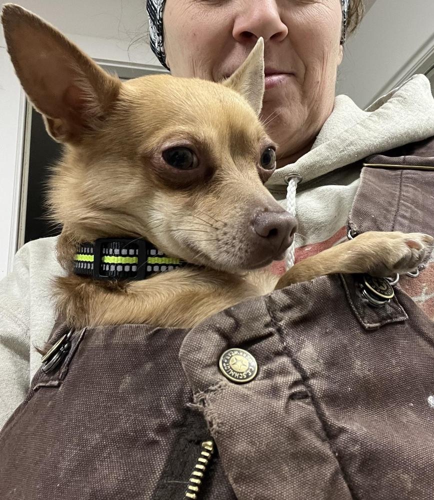 Enlarge Tito, a Adoptable Chihuahua in Waterloo, IL image 1/4