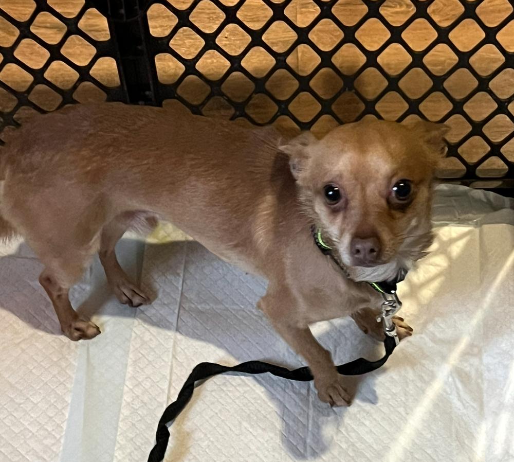 Enlarge Tito, a Adoptable Chihuahua in Waterloo, IL image 2/4