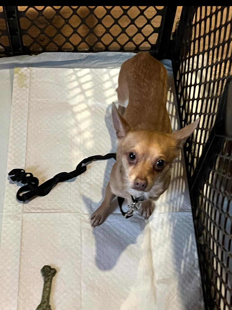 Enlarge Tito, a Adoptable Chihuahua in Waterloo, IL image 4/4