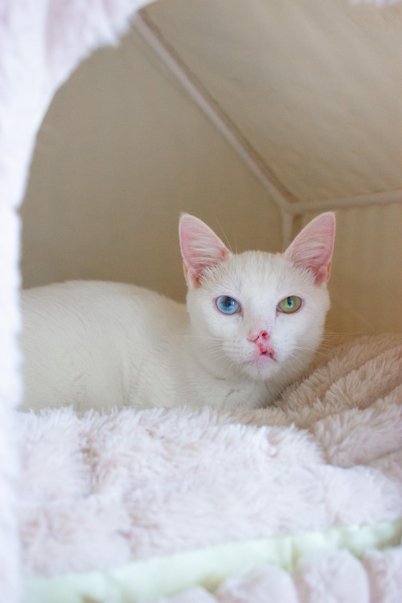 Enlarge Posy, an adopted Domestic Short Hair in New Orleans, LA image 1/1