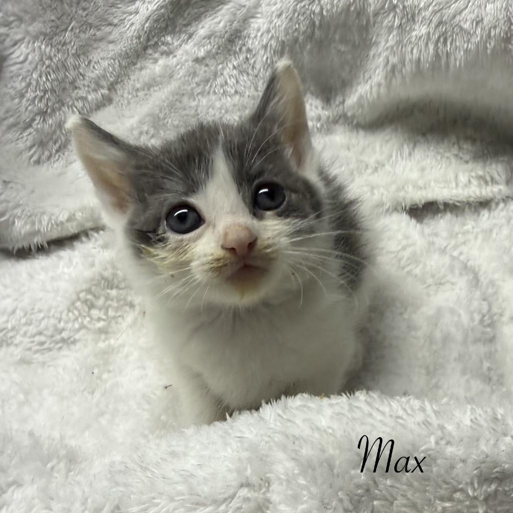 Max, Adoptable, Kitten Male Domestic Short Hair.