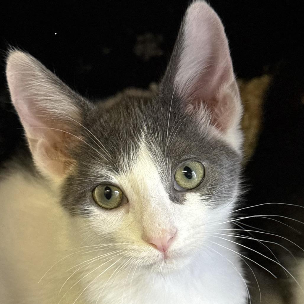 Max, a Adoptable Domestic Short Hair in Pacific Palisades, CA image 2/2