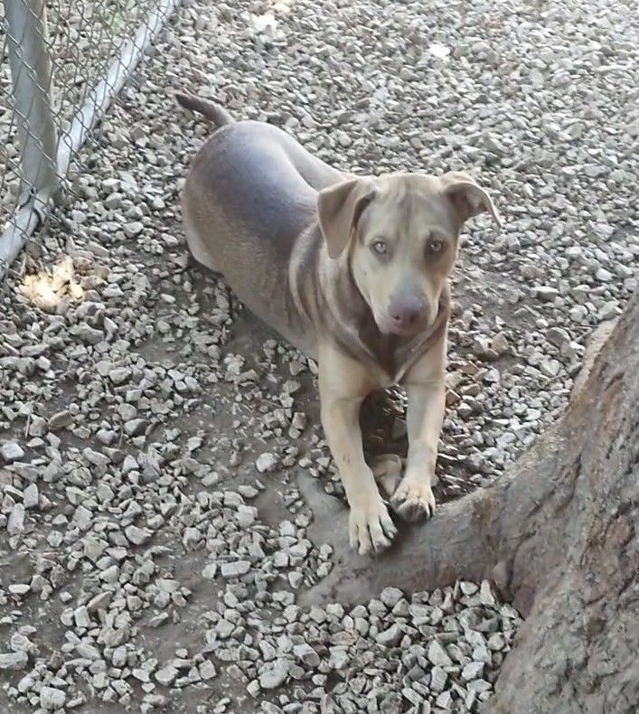 Enlarge Bandit (NY), an adoptable Mixed Breed in Albany, NY image 2/6