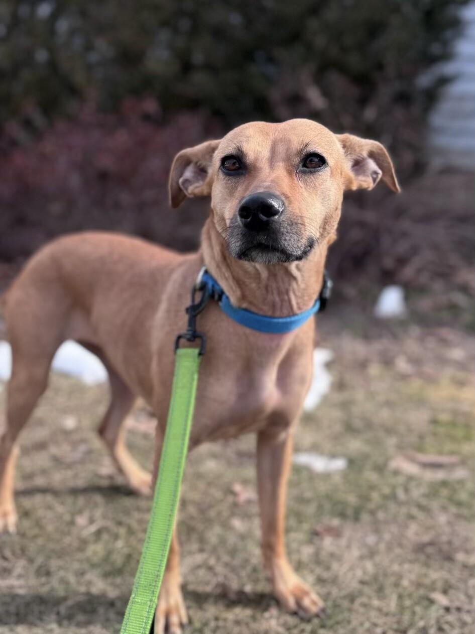 Peach, a Adoptable mixed breed in Berkeley Heights, NJ image 1/6