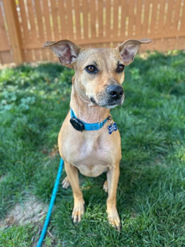 Peach, a Adoptable mixed breed in Berkeley Heights, NJ image 2/6