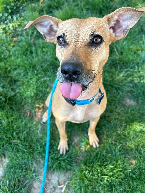 Peach, a Adoptable mixed breed in Berkeley Heights, NJ image 3/6