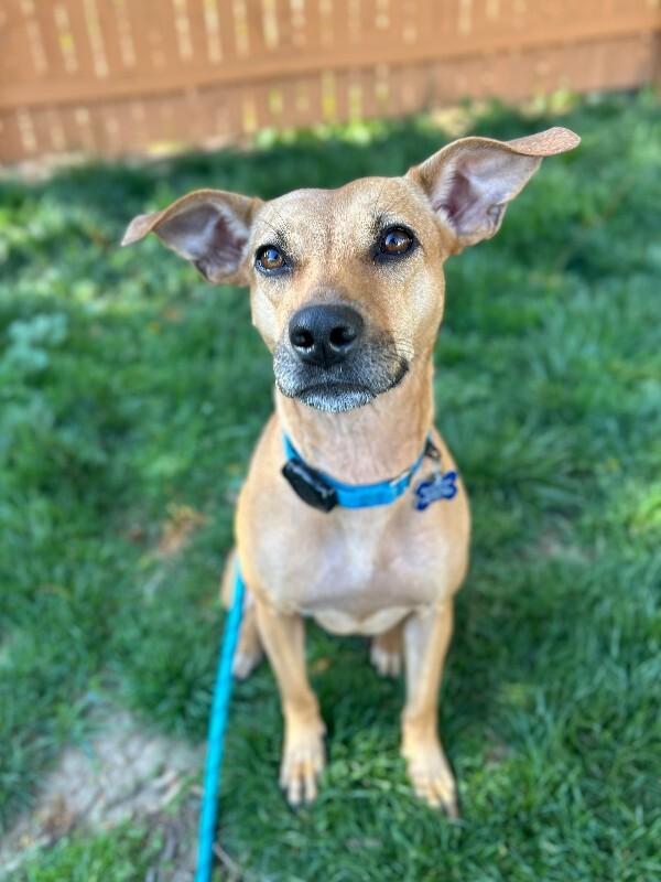 Peach, a Adoptable mixed breed in Berkeley Heights, NJ image 4/6