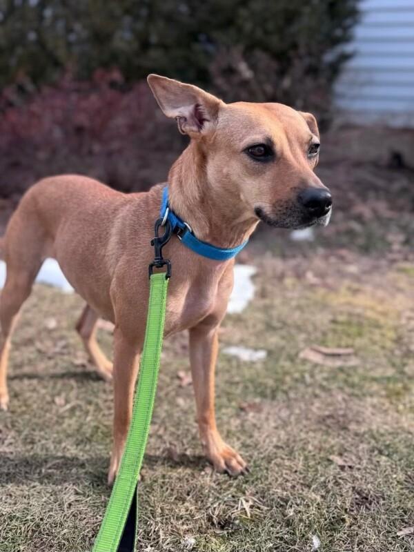 Peach, a Adoptable mixed breed in Berkeley Heights, NJ image 5/6