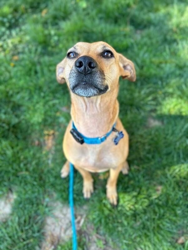 Peach, a Adoptable mixed breed in Berkeley Heights, NJ image 6/6